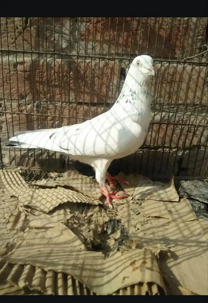 watsapp 03/29/46/64/5/32 — photo 5