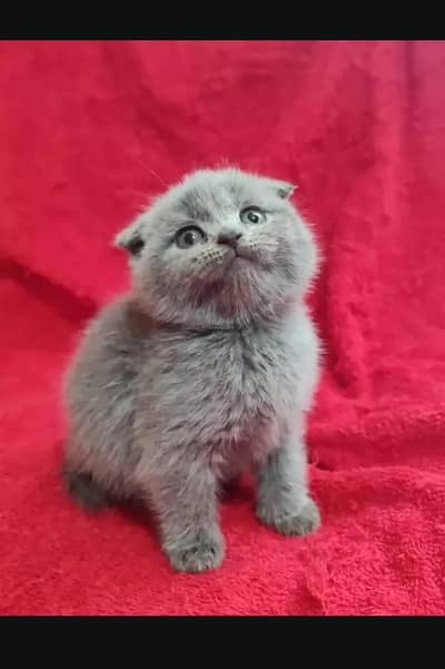 Scottish fold kittin for sell. 0313 4935014