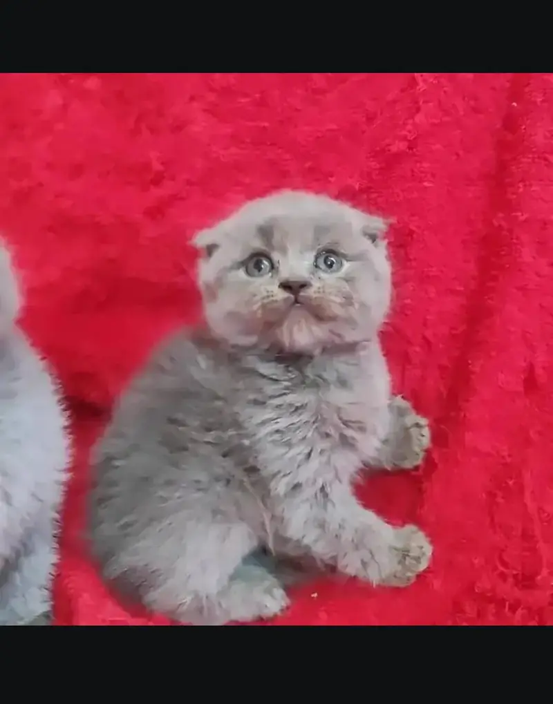 Scottish fold kittin for sell. 0313 4935014 — photo 2