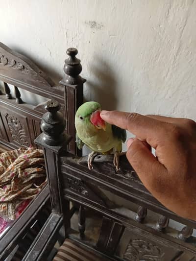 talking Parrot