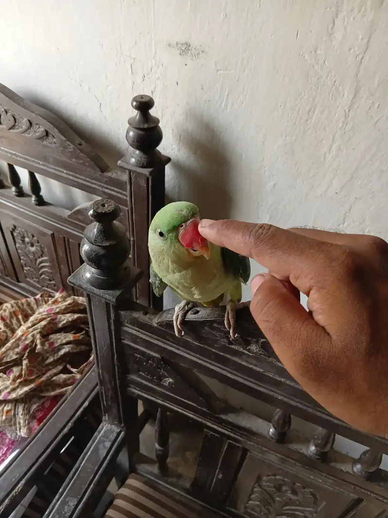 talking Parrot — photo 2
