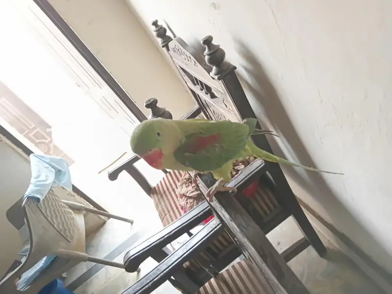 talking Parrot — photo 3