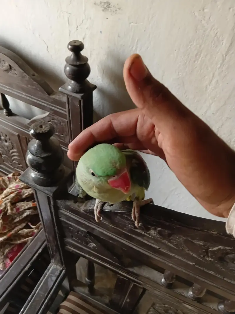 talking Parrot — photo 4