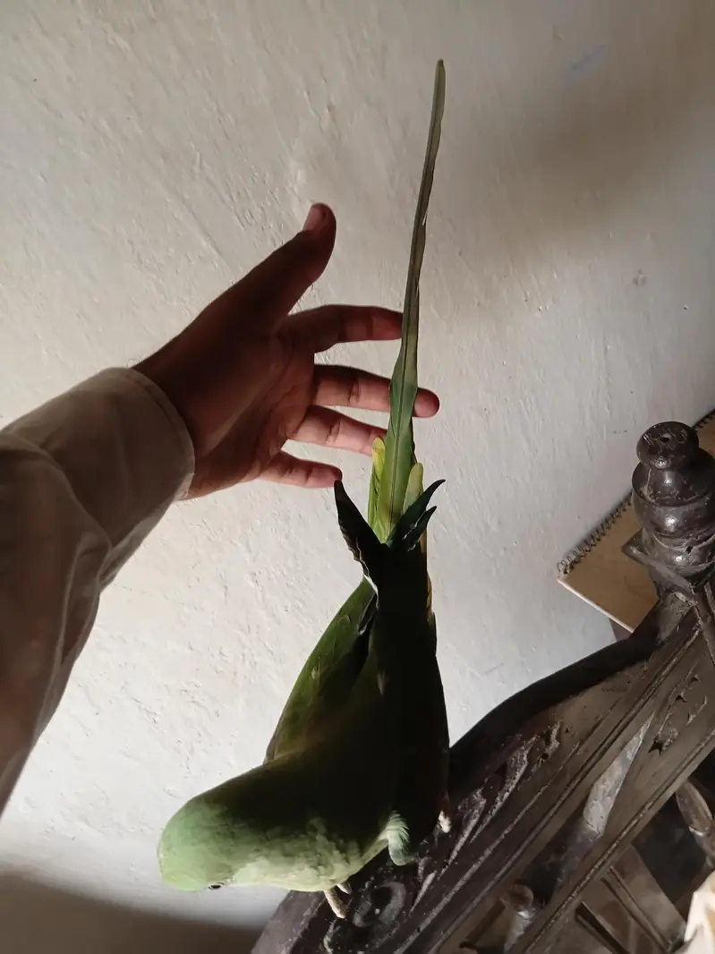 talking Parrot — photo 5