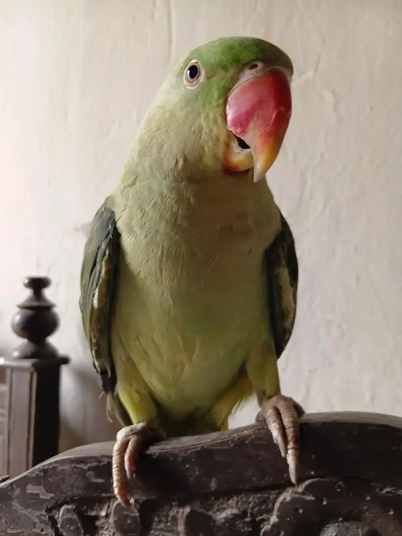 talking Parrot — photo 6
