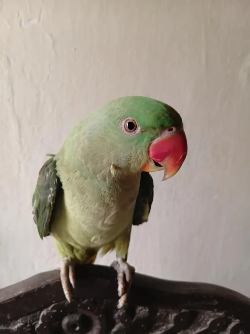 talking Parrot — photo 7