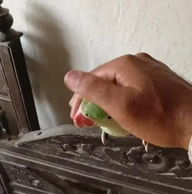 talking Parrot — photo 8