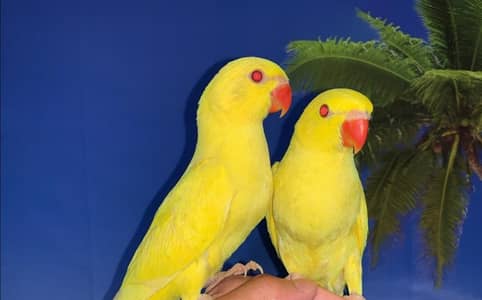 Hand tamed Birds and Cages available on demand