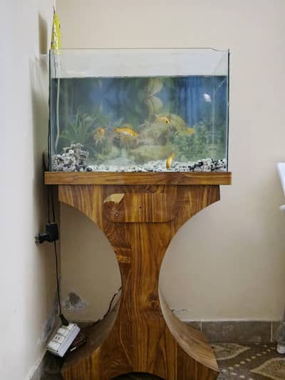 fish aquarium