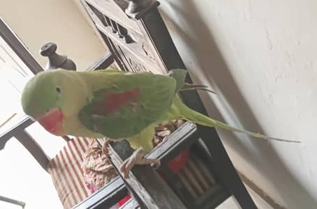talking Parrot
