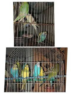10 budgies for sale