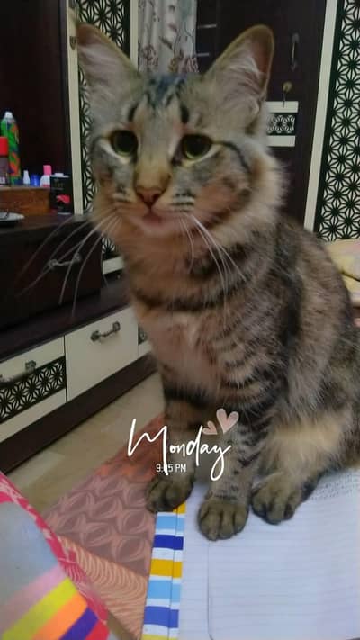 male cat for sale
