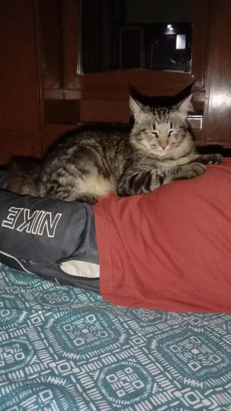 male cat for sale — photo 2