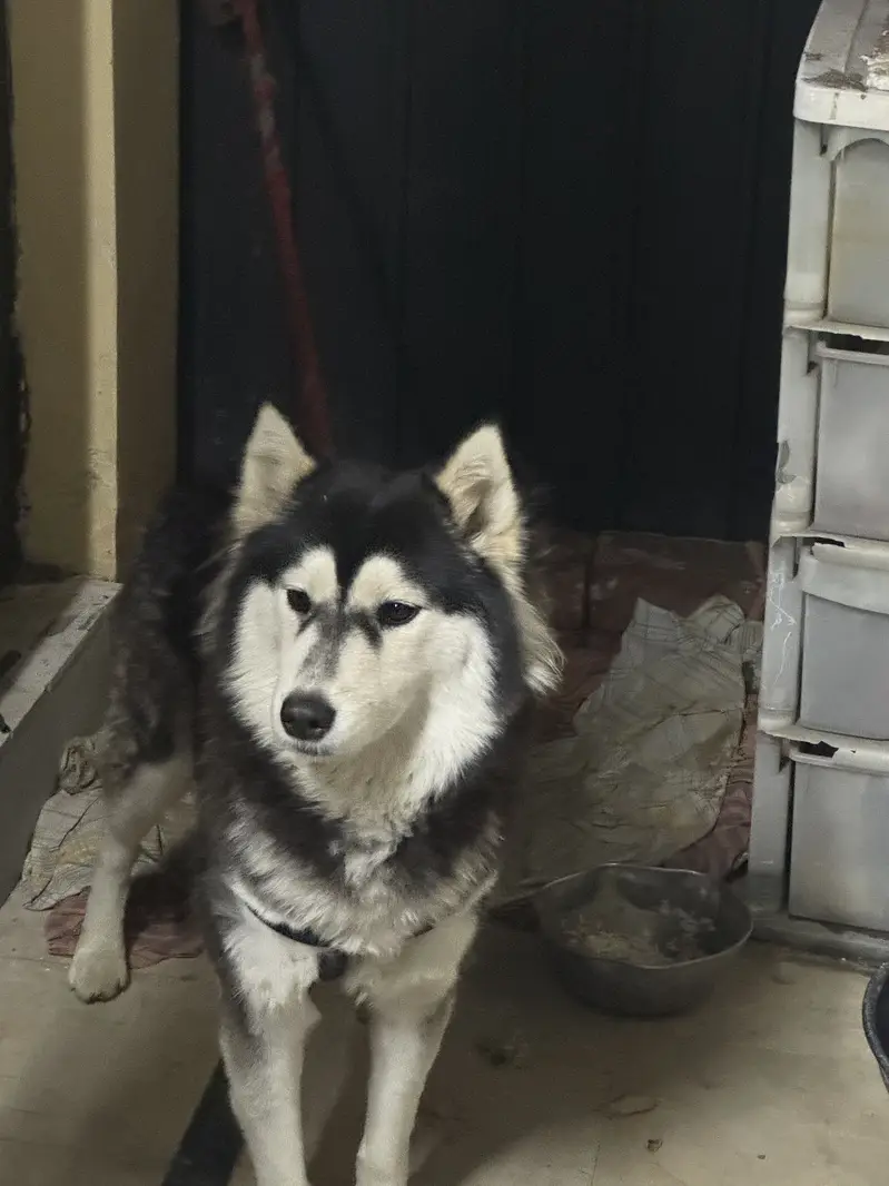 Husky for sale 11 months — photo 2