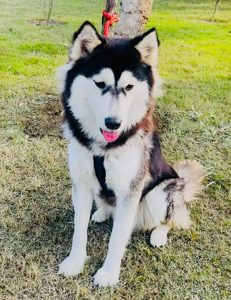 Husky for sale 11 months — photo 3