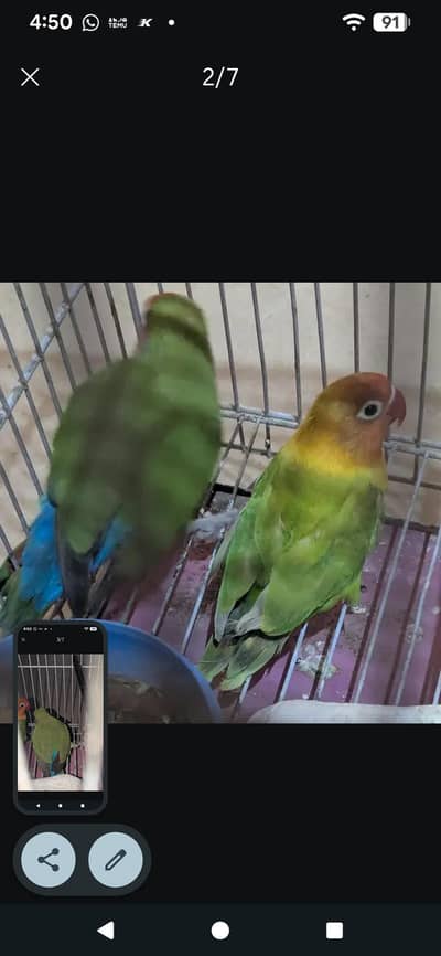two lovebirds for sale pair hy