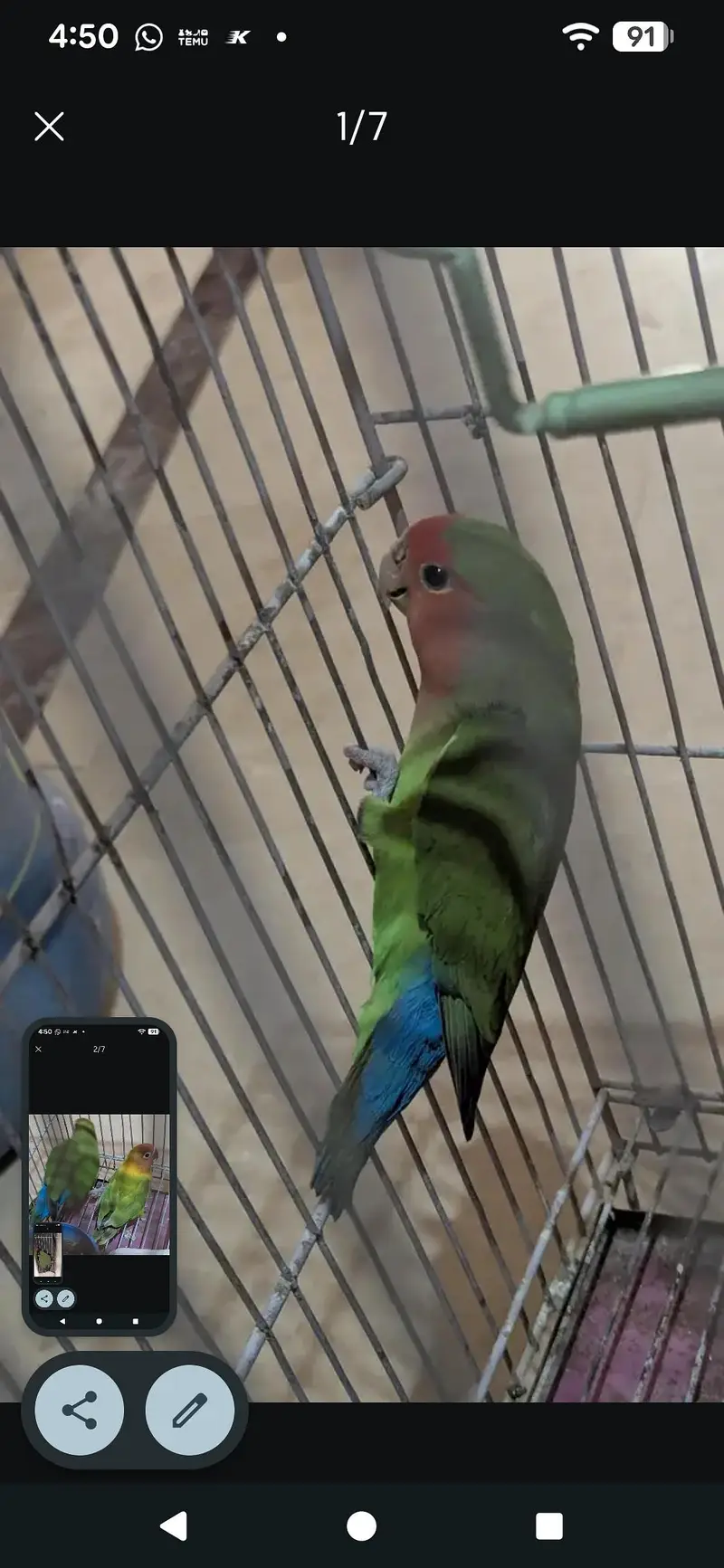 two lovebirds for sale pair hy — photo 3