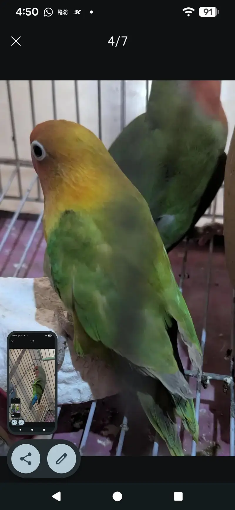 two lovebirds for sale pair hy — photo 4