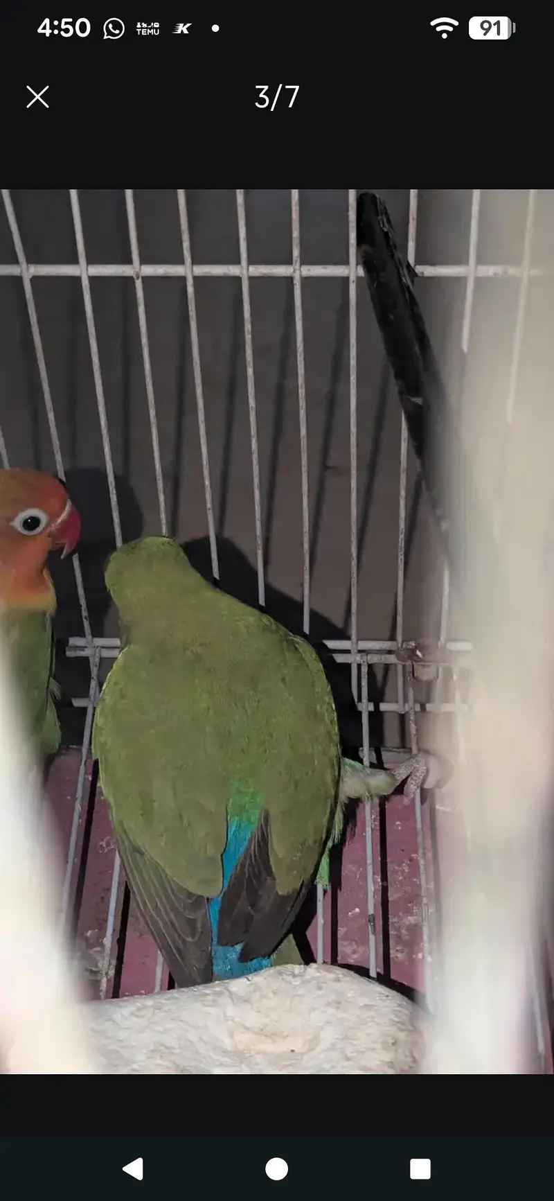 two lovebirds for sale pair hy — photo 5