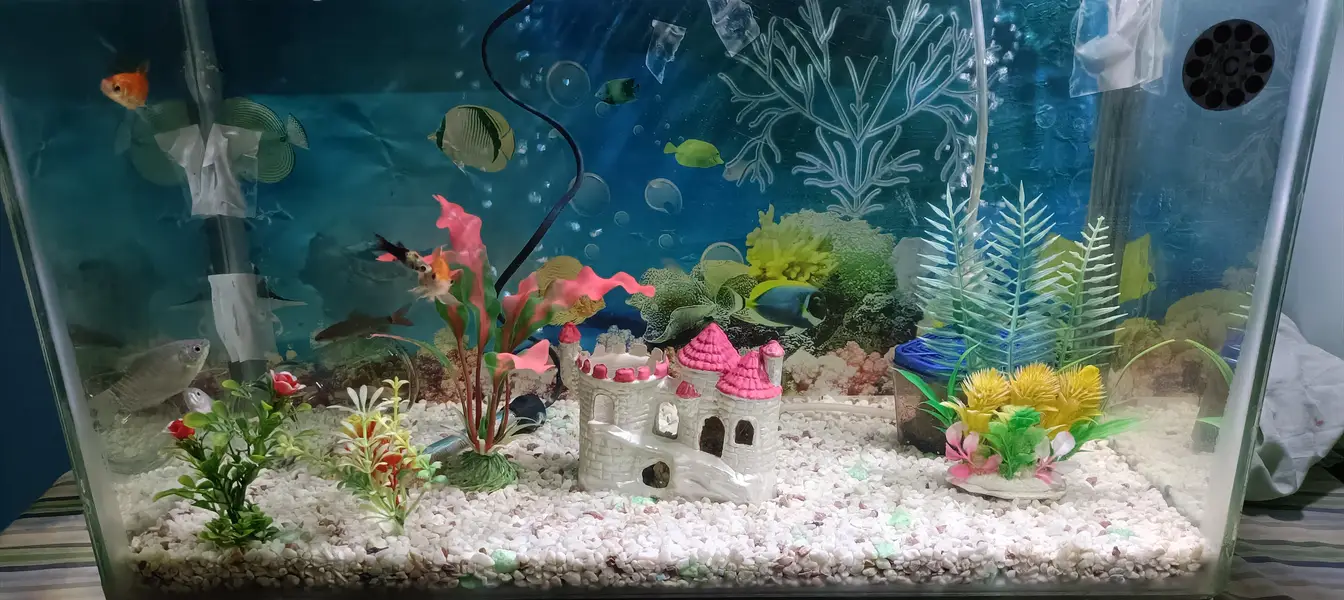Fish Aquarium 4 Sale 