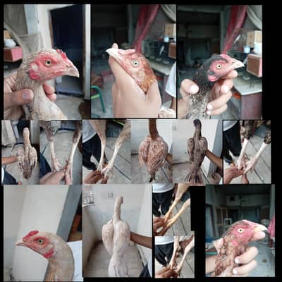 Aseel hens