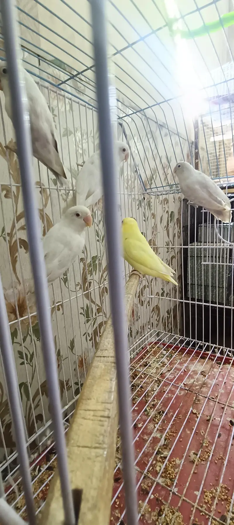 love bird pair for sale location Lahore shad bagh reasonable price — photo 2