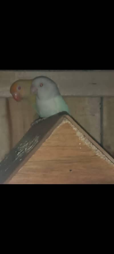 Red Eye cremino albino pair for sale