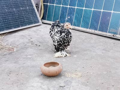 Moteld bantum full ready female