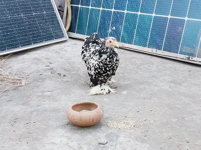 Moteld bantum full ready female — photo 2