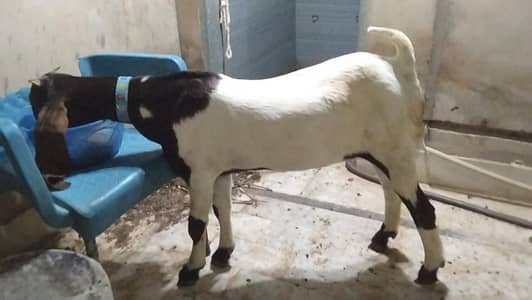 pure kamori kheri 5 month path full kano main vip cheez shoq wali