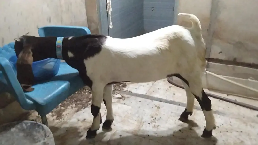pure kamori kheri 5 month path full kano main vip cheez shoq wali