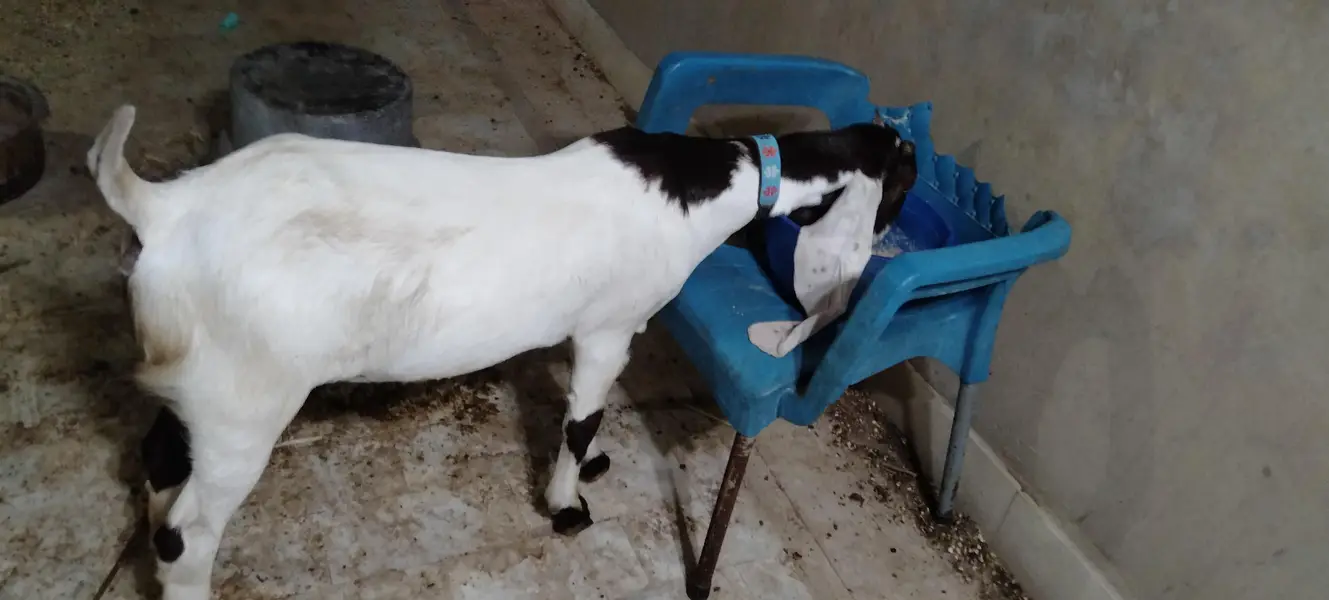 pure kamori kheri 5 month path full kano main vip cheez shoq wali — photo 2