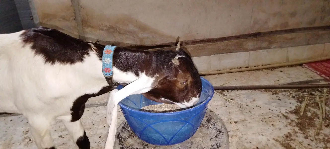 pure kamori kheri 5 month path full kano main vip cheez shoq wali — photo 6