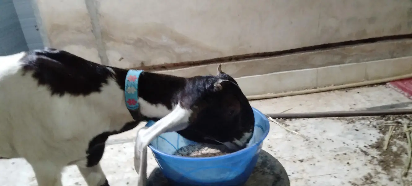 pure kamori kheri 5 month path full kano main vip cheez shoq wali — photo 7