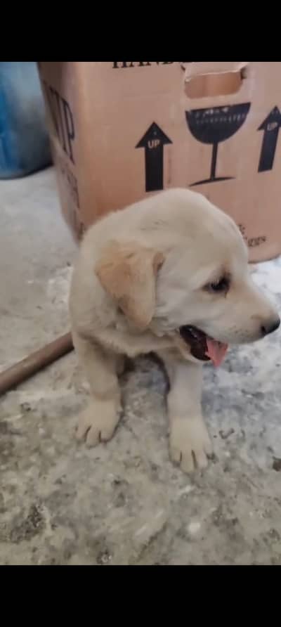 Labrador Puppy for Sale  Healthy female Labrador-type puppy available