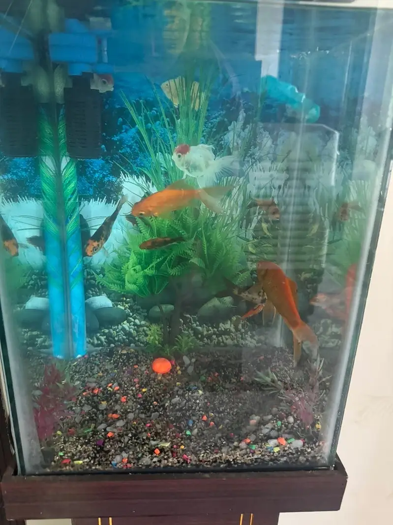 Fish aquarium