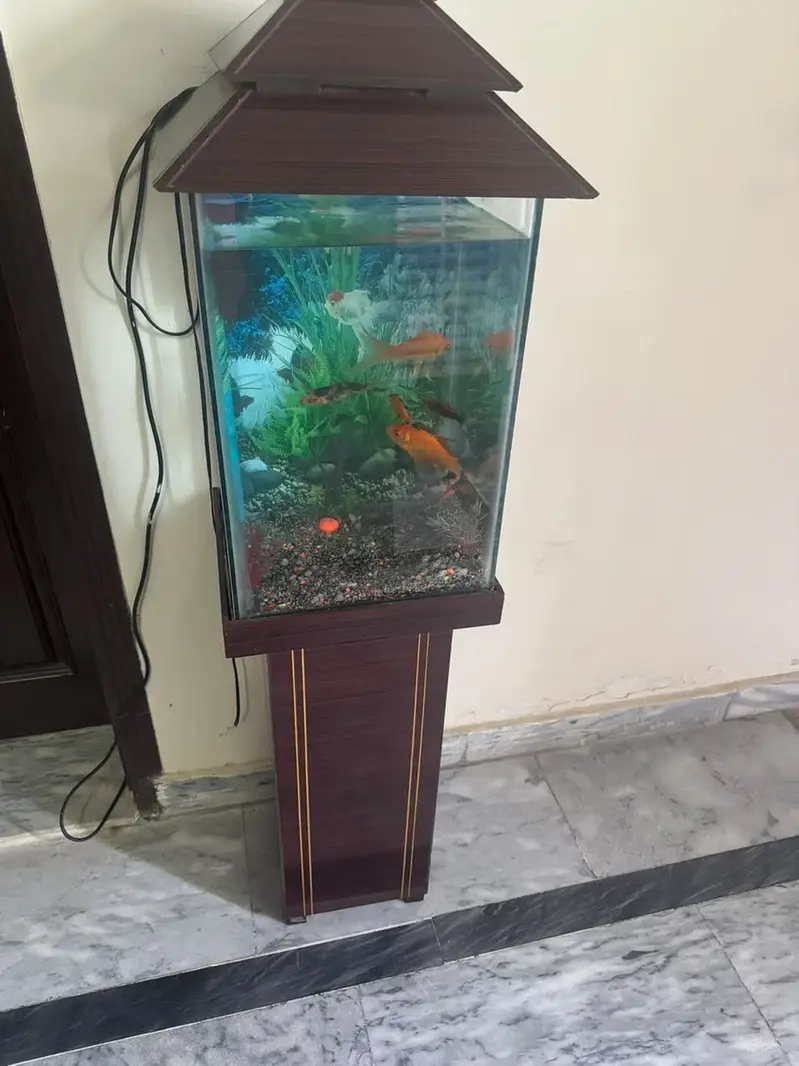 Fish aquarium — photo 6