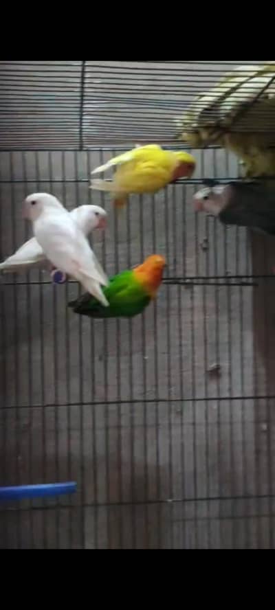 lovebirds
