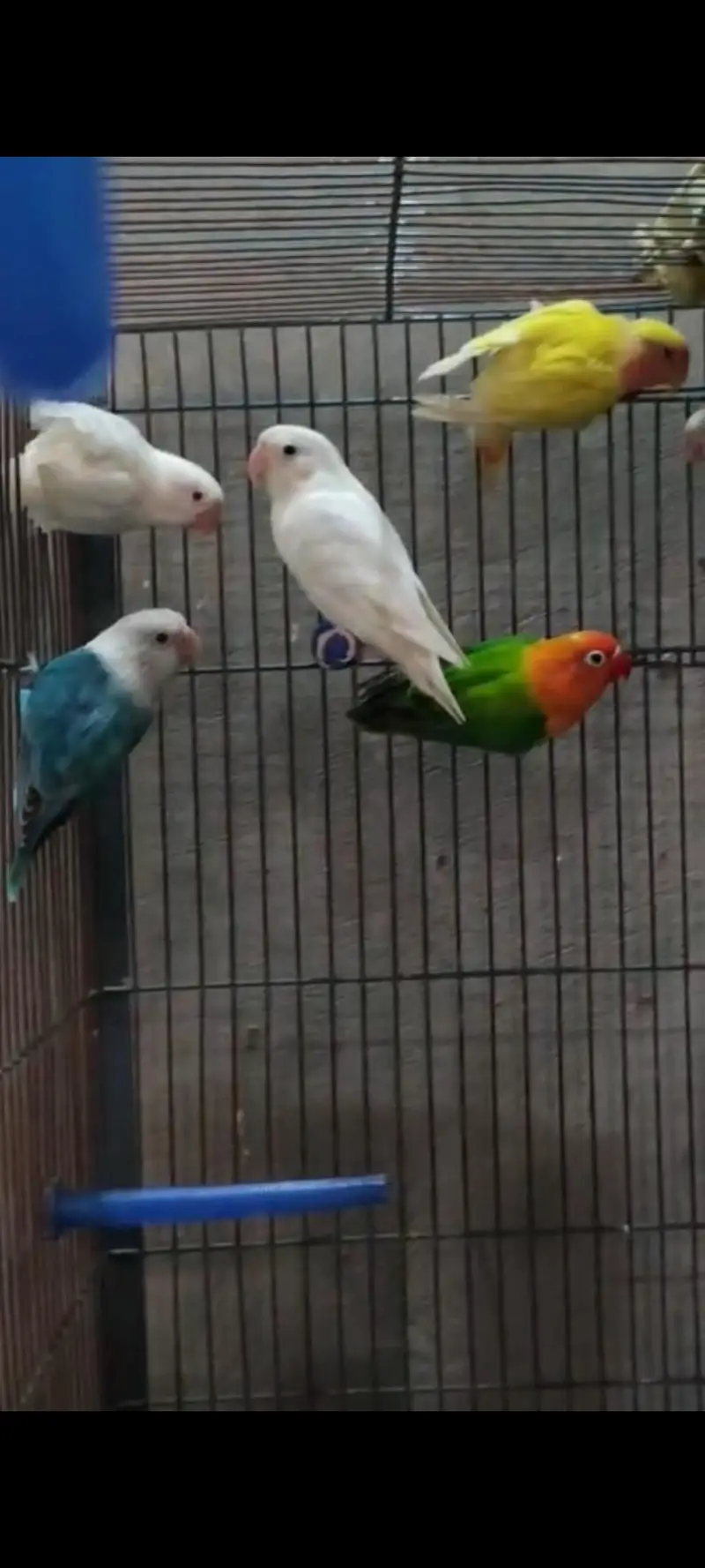 lovebirds — photo 2