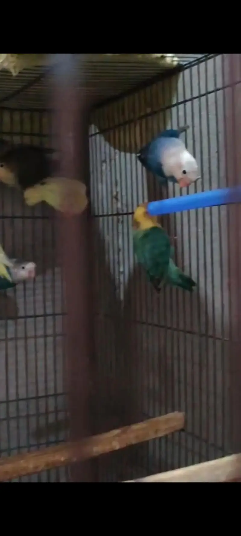 lovebirds — photo 3