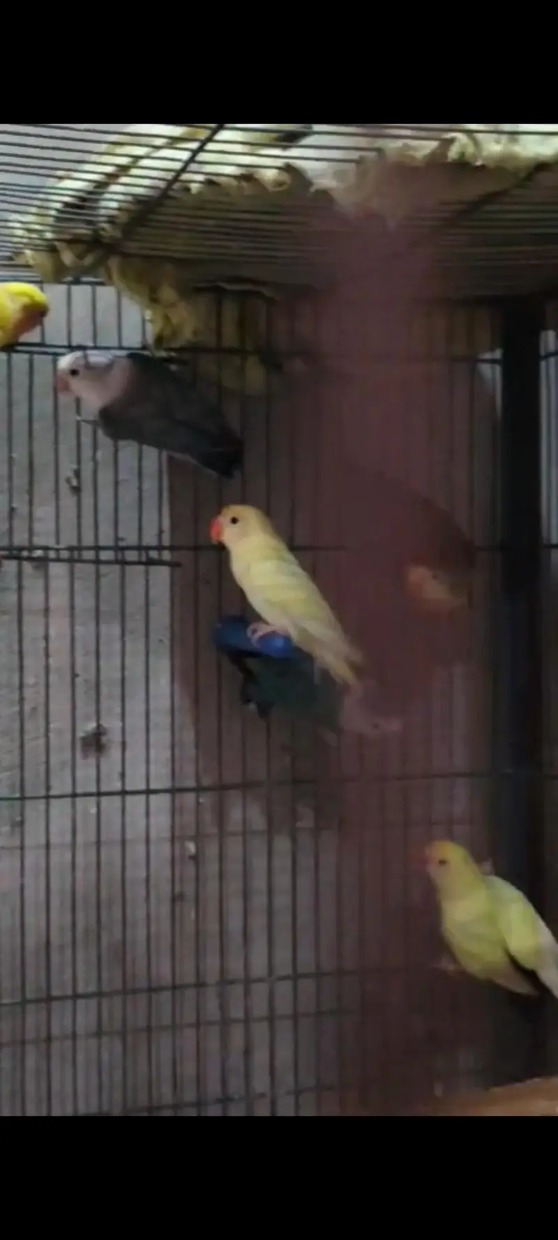 lovebirds — photo 4