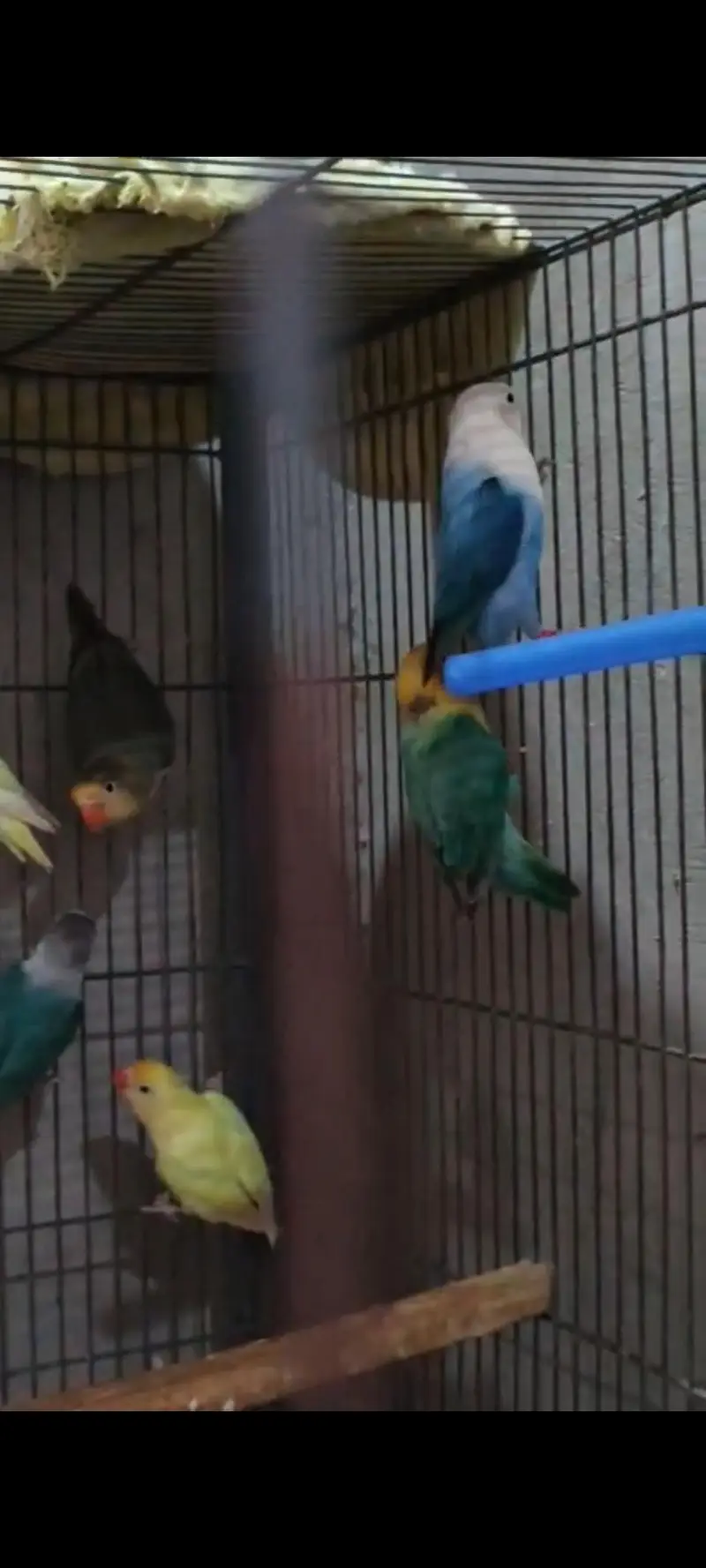 lovebirds — photo 5