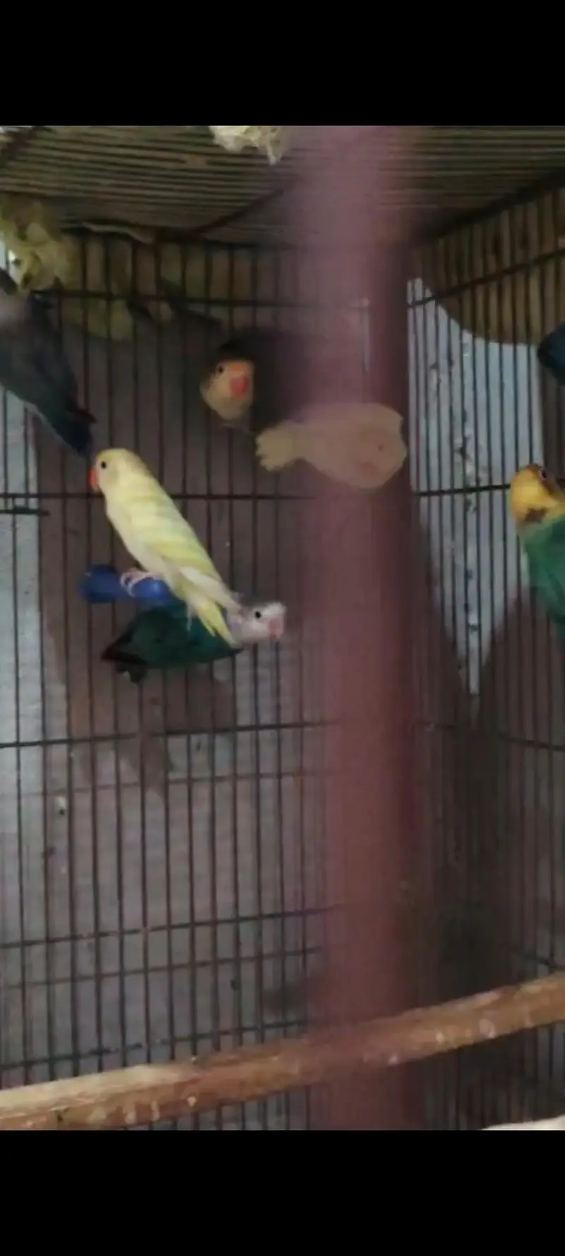 lovebirds — photo 6