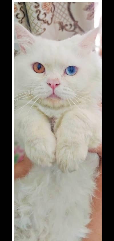 White persian male kitten