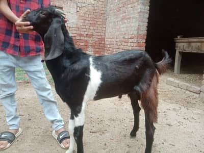 Bakra or Bakri