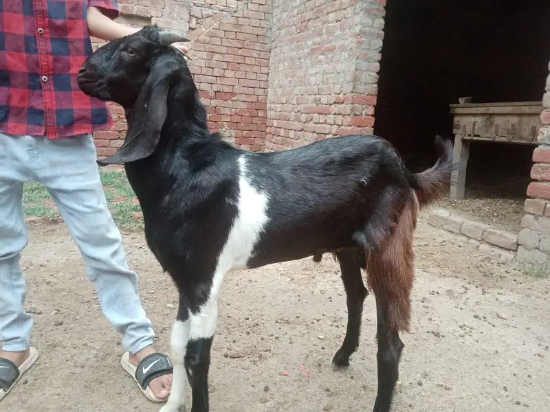 Bakra or Bakri — photo 2