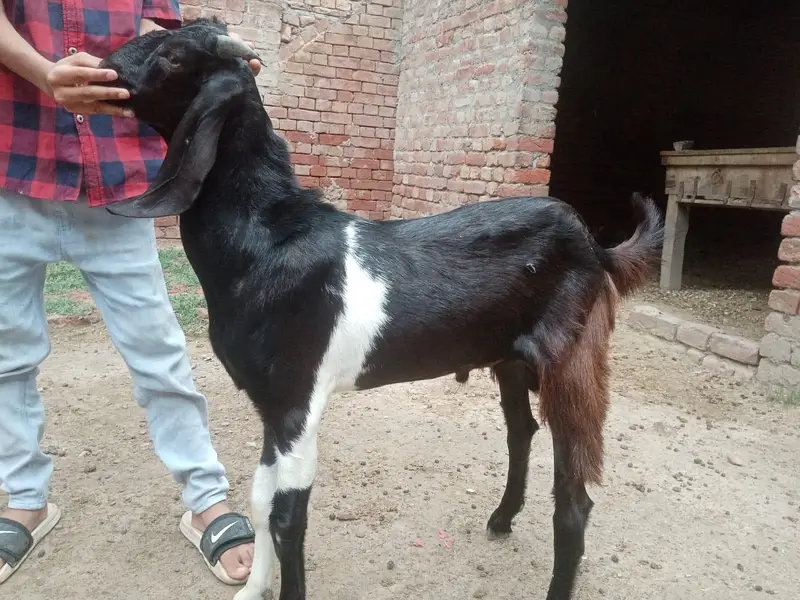 Bakra or Bakri — photo 3