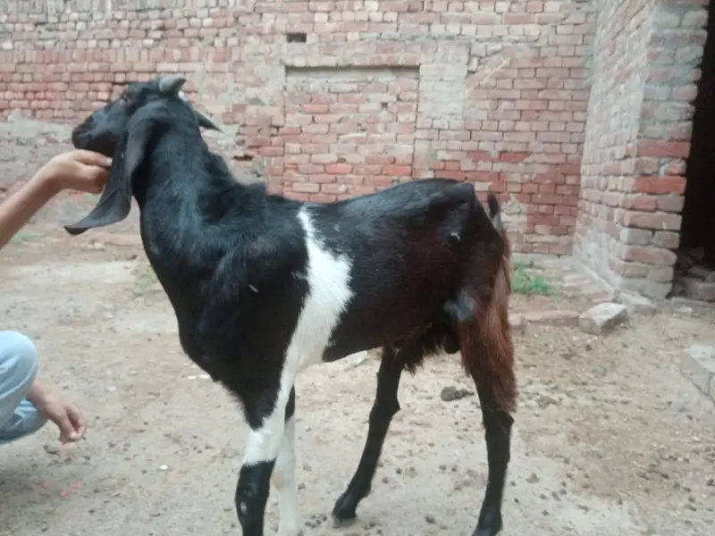 Bakra or Bakri — photo 4
