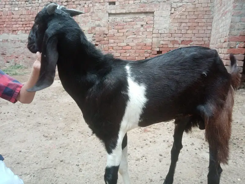 Bakra or Bakri — photo 5