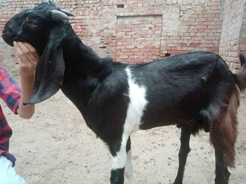 Bakra or Bakri — photo 6